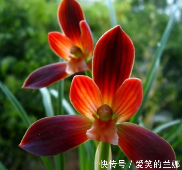 西红柿的种植方法和时间