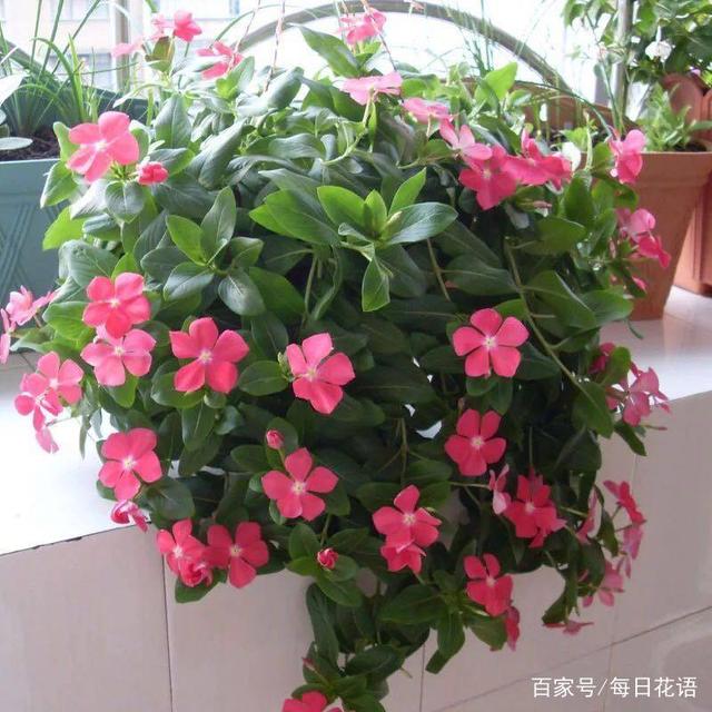 鹅消毒方法：确保养殖健康的关键步骤