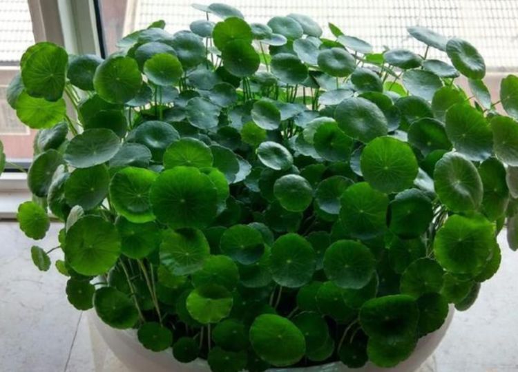 《多肉植物的养殖方法》
