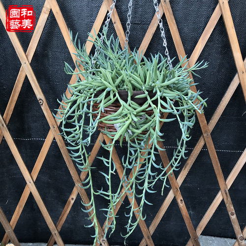 虾塘肥水方法：打造高效虾塘生态系统的关键步骤