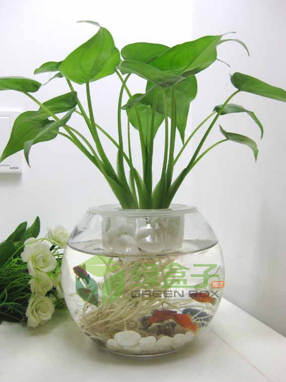 葡萄如何盆栽 - 植物养殖园丁攻略