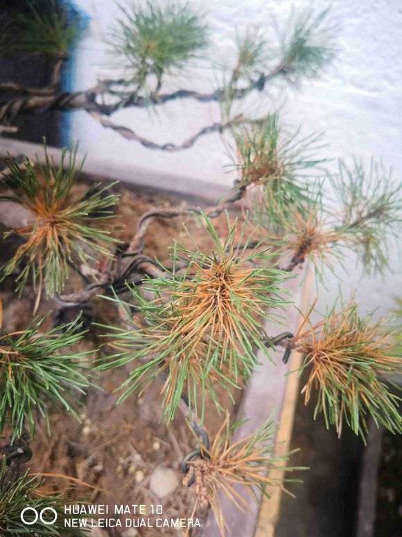 荷花怎样种植方法：详解种植技巧与养护要点