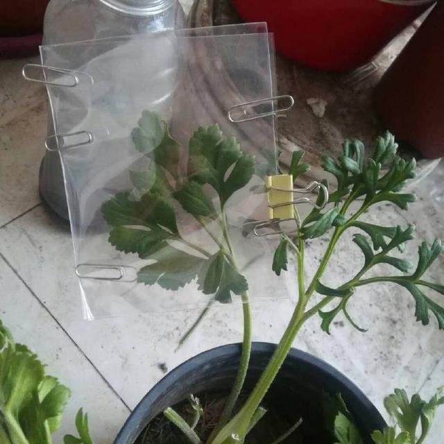 风铃草盆栽土壤：如何选择与维护