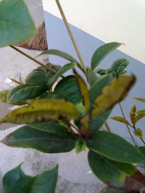 扶桑花的繁殖方法：让美丽延续的秘诀