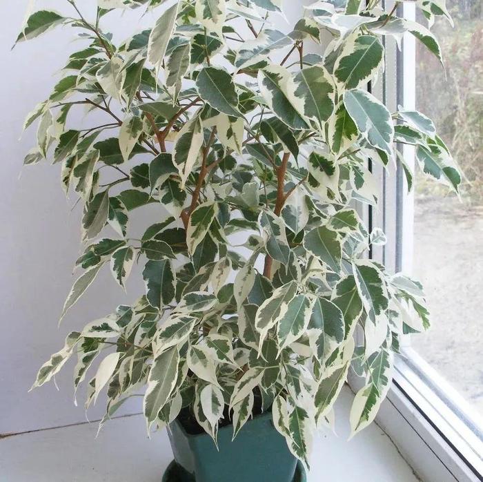 芙蓉种植方法：园艺爱好者的必备指南