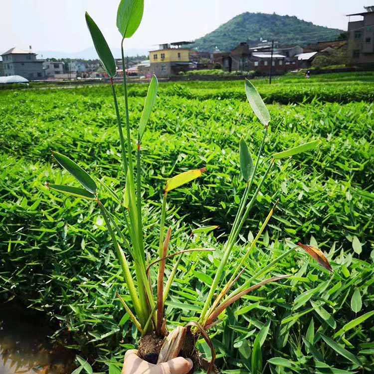薰衣草盆栽的种植方法