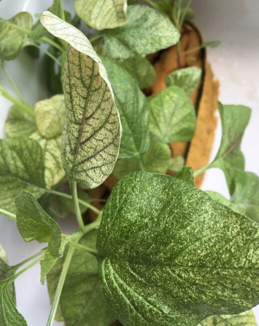 鸡避暑方法：确保家禽安全度夏的秘诀