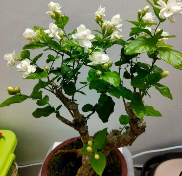 吉娃娃多肉的养植方法：掌握关键技巧，养出健康植株