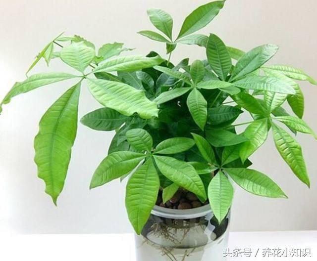 长寿花叶片扦插方法：轻松繁殖，绿意盎然