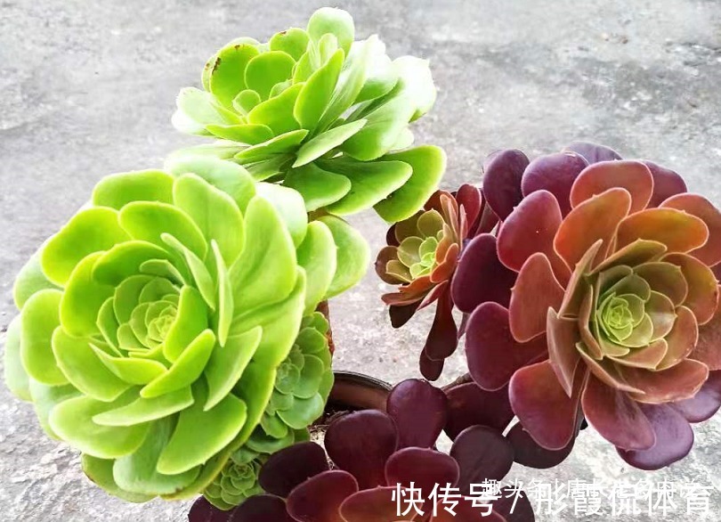 小叶兰花养殖方法：让你的家园充满芬芳