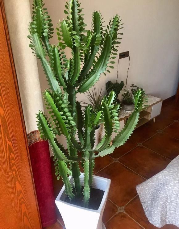 标题：盆栽水芙蓉——打造室内清新绿意的秘诀
