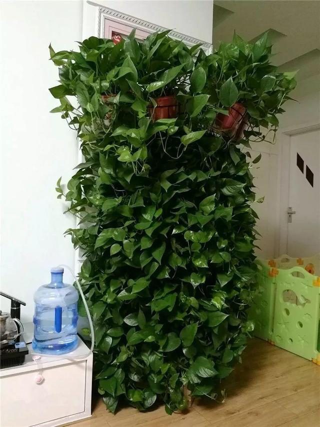 薰衣草怎样种植方法：从选种到养护全攻略