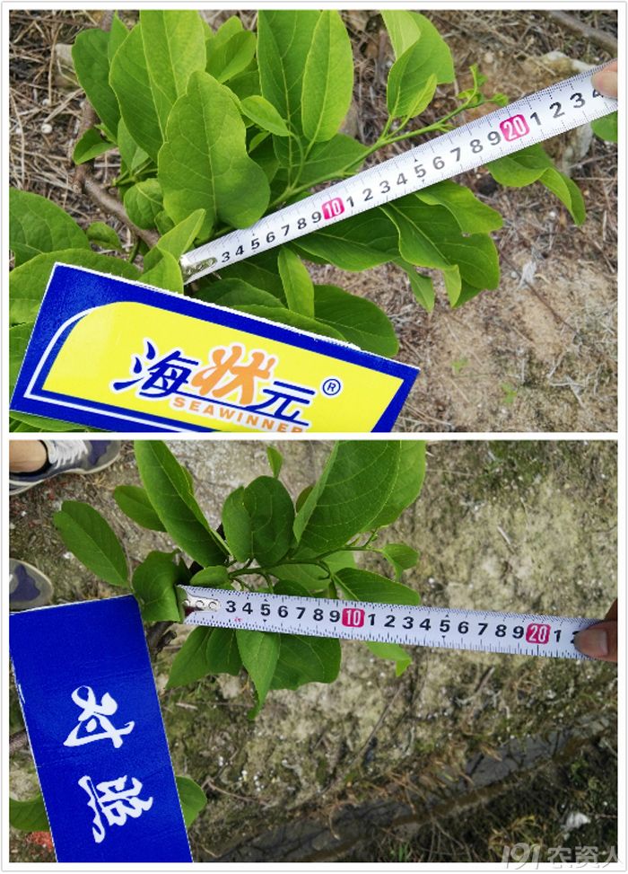 花叶龟背竹扦插：繁殖新植株的详细指南