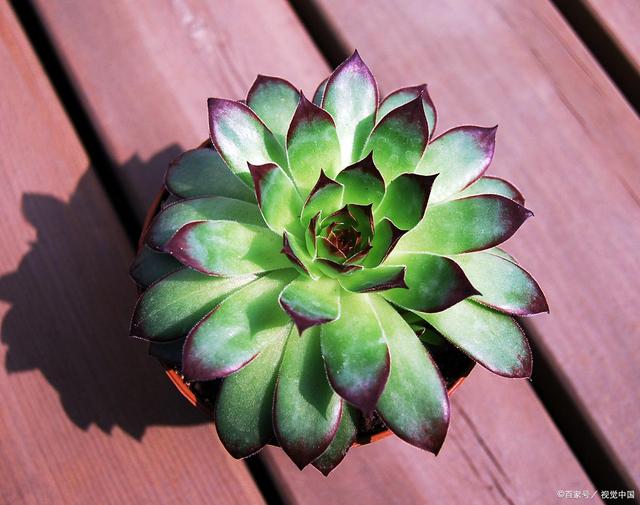 家里种姜的方法视频：教你轻松种植生姜
