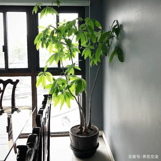 绿萝培育方法：轻松养出繁茂绿意