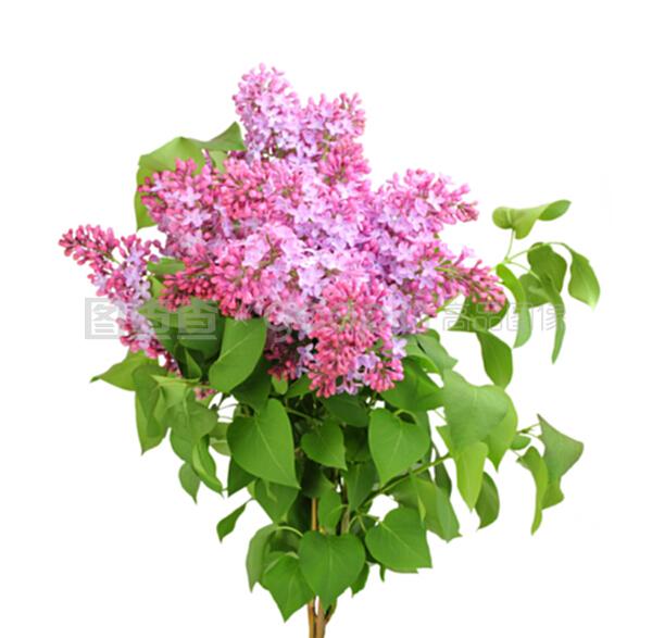 姜的种植方法：从土壤选择到收获技巧