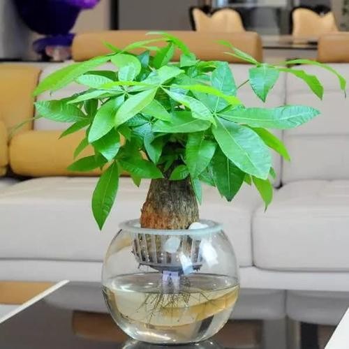 甜瓜嫁接方法：提高产量与品质的秘诀