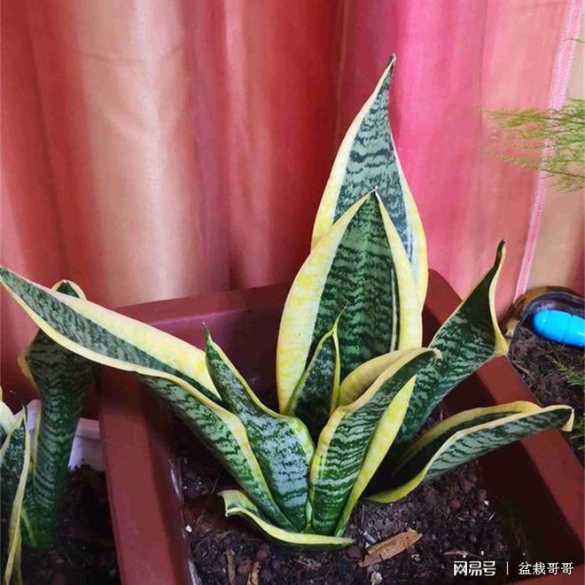 兰花繁殖方法：探索兰花繁殖的奥秘