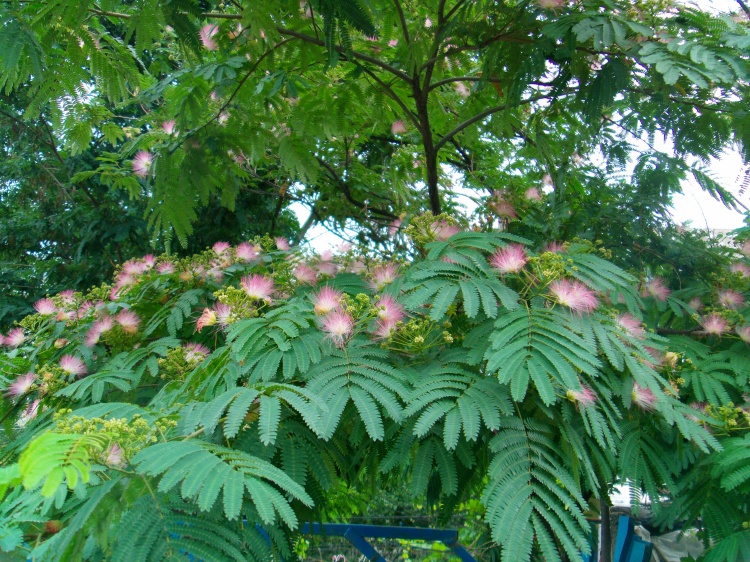 蔬菜的种植方法：掌握要领，丰收在望