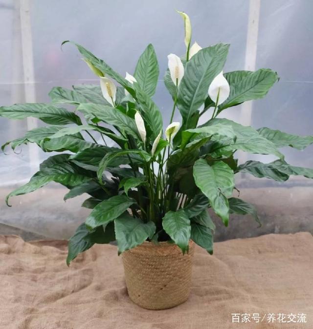 五针松的繁殖方法：专业园丁的养护指南