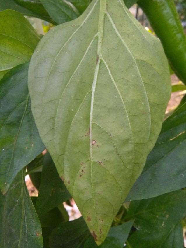 # 决明子怎么种植方法:全面指南 # 决明子怎么种植方法:全面指南