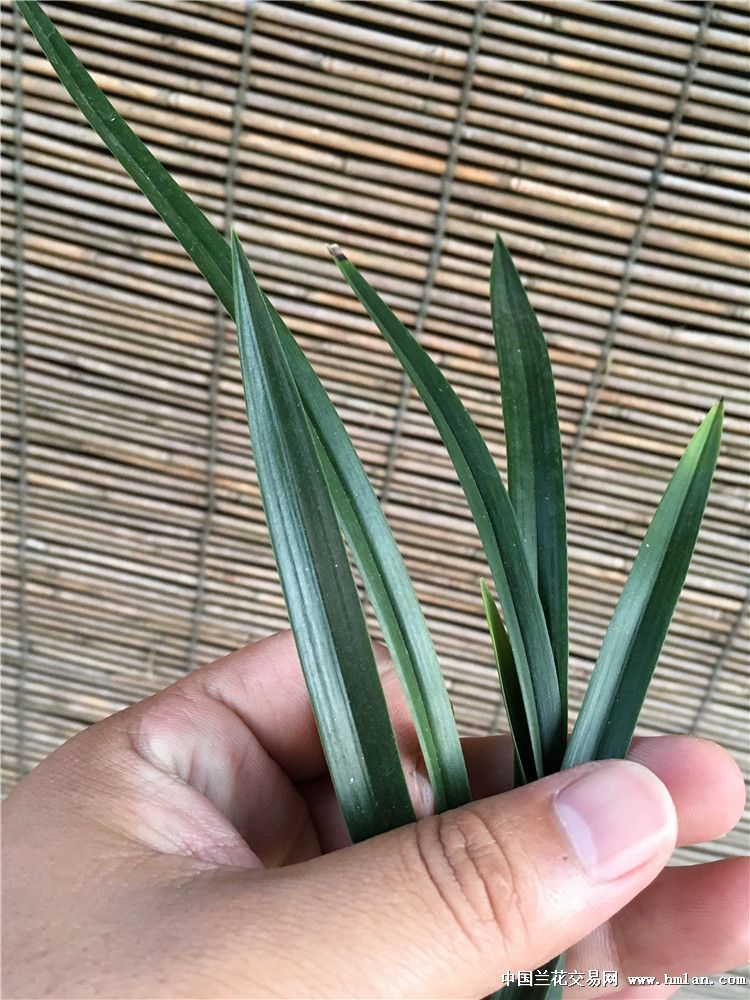 芦荟怎么种植方法：掌握要领，养出健康芦荟