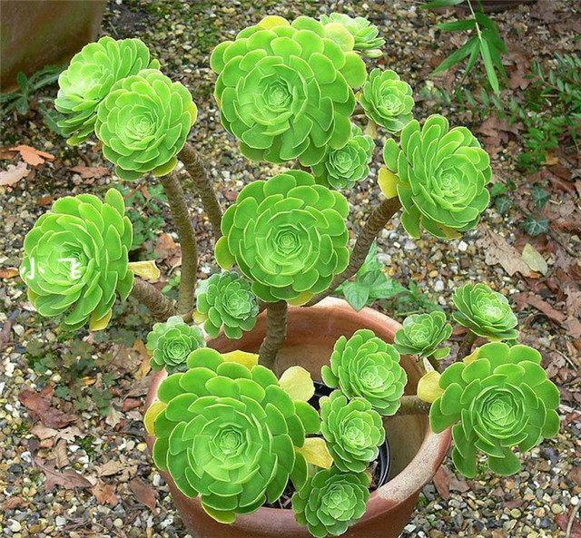 茶花养护与管理方法