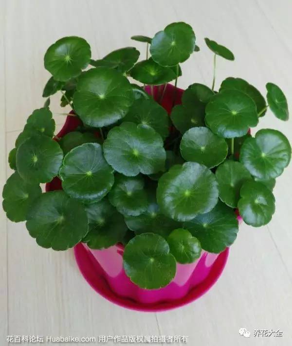 平安树繁殖方法：详解家庭种植技巧