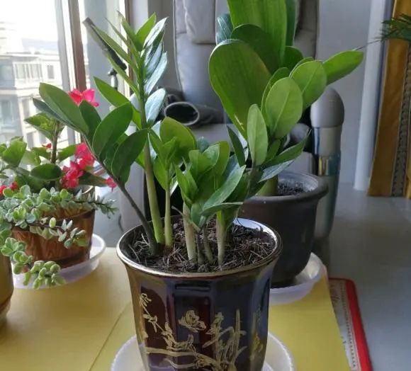 怎样扦插红薯苗 - 植物养殖园丁指南