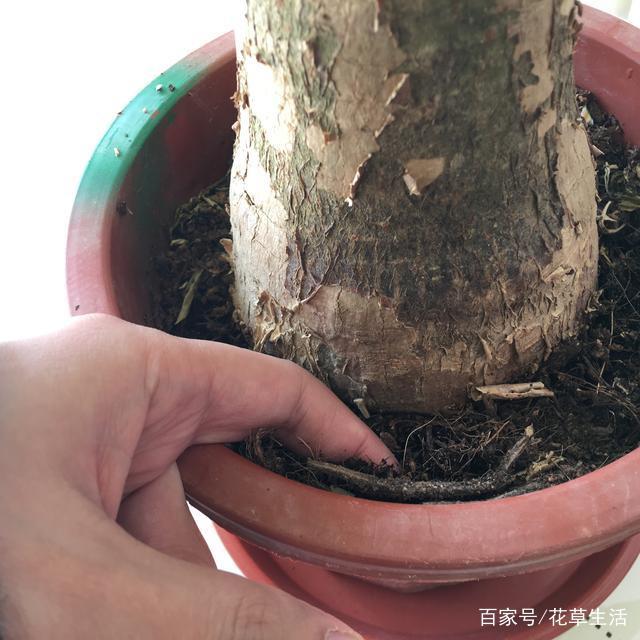 白垩病最新防治方法