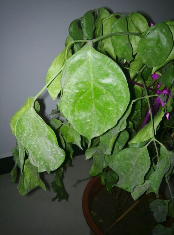 菊花盆栽高度：如何培养出理想高度的菊花