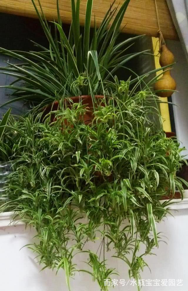 # 豆芽的种植方法:家庭种植新选择,健康生活从点滴做起 # 豆芽的种植方法:家庭种植新选择,健康生活从点滴做起