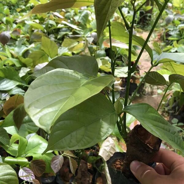 米兰种植方法和注意事项