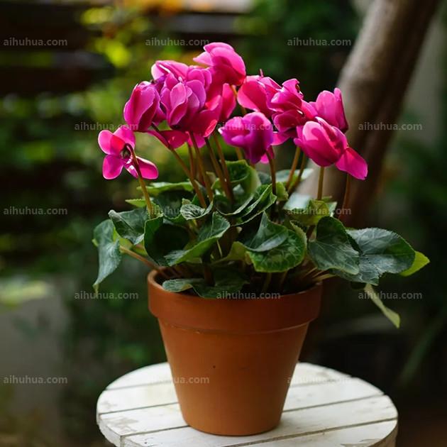 小型简易大棚搭建方法：为您的植物提供一个温暖的家