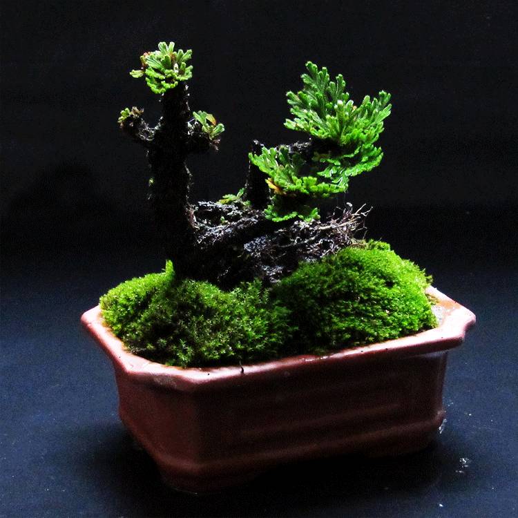 皇帝菜种植方法：揭秘高效种植技巧