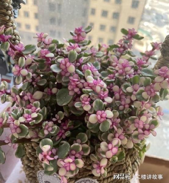 铁线莲 盆栽：打造阳台上的浪漫花园