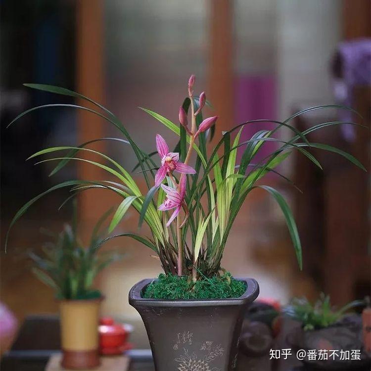 盆栽榕树怎么养：养护指南与技巧