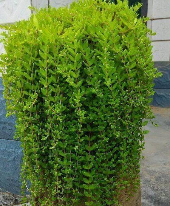 夏季仙人球的养植方法