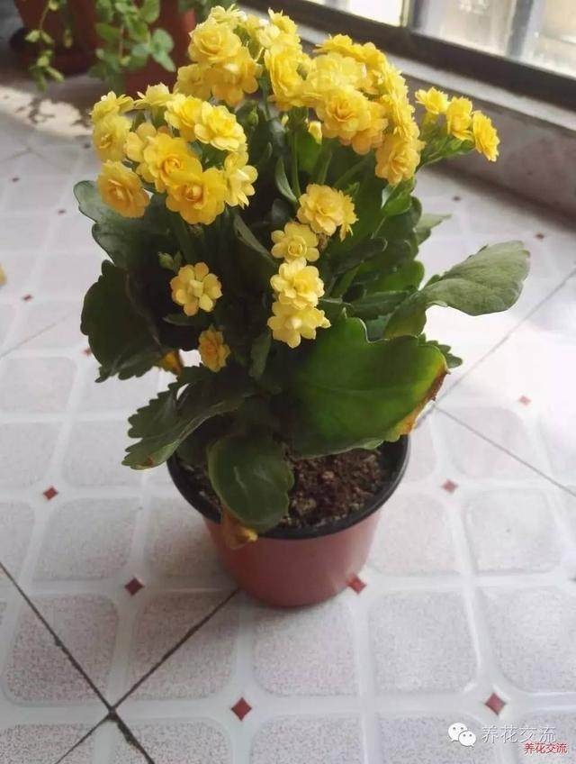 盆栽香菜的种植方法