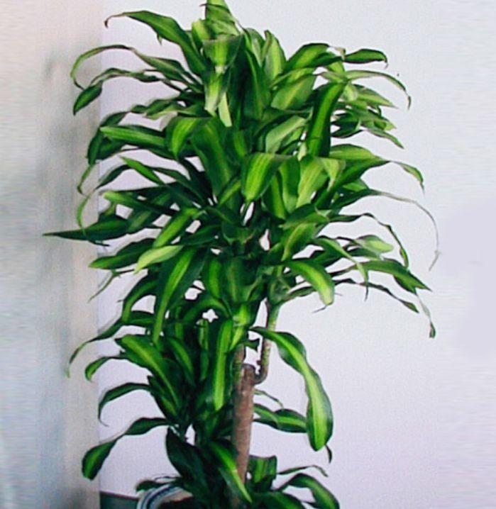 金银花扦插：轻松掌握繁殖技巧，打造茂盛花海