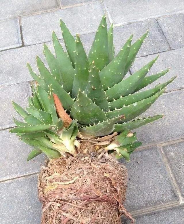 养树的方法：让您的树木茁壮成长的秘诀