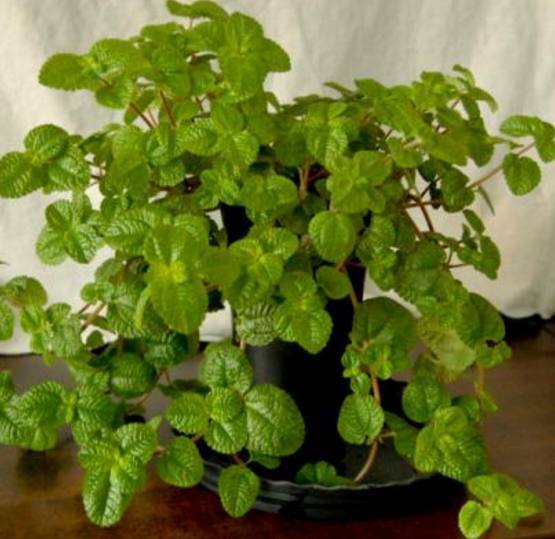 三角梅老枝怎样扦插 - 植物养殖园丁指南