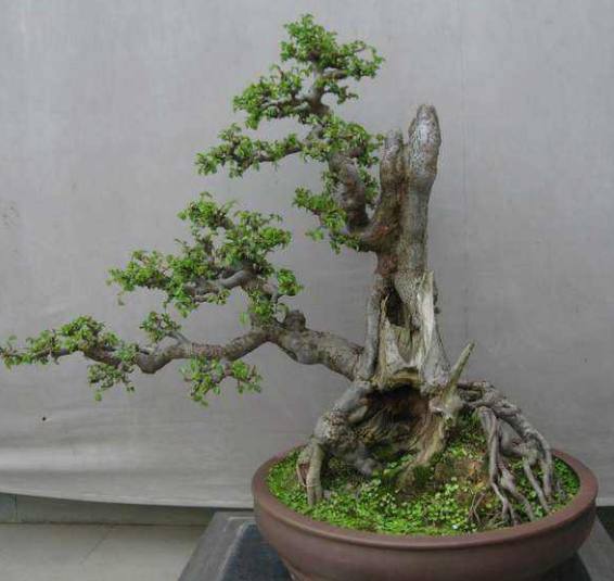 盆栽红掌怎么养殖 - 专业植物养殖指南