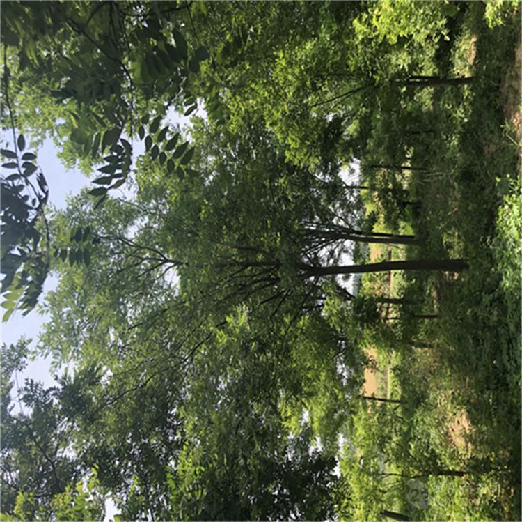 彭珊瑚扦插：繁殖新植株的实用指南