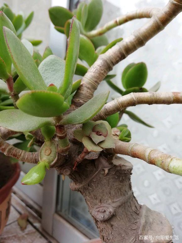 扦插玫瑰多久生根 - 植物养殖园丁指南