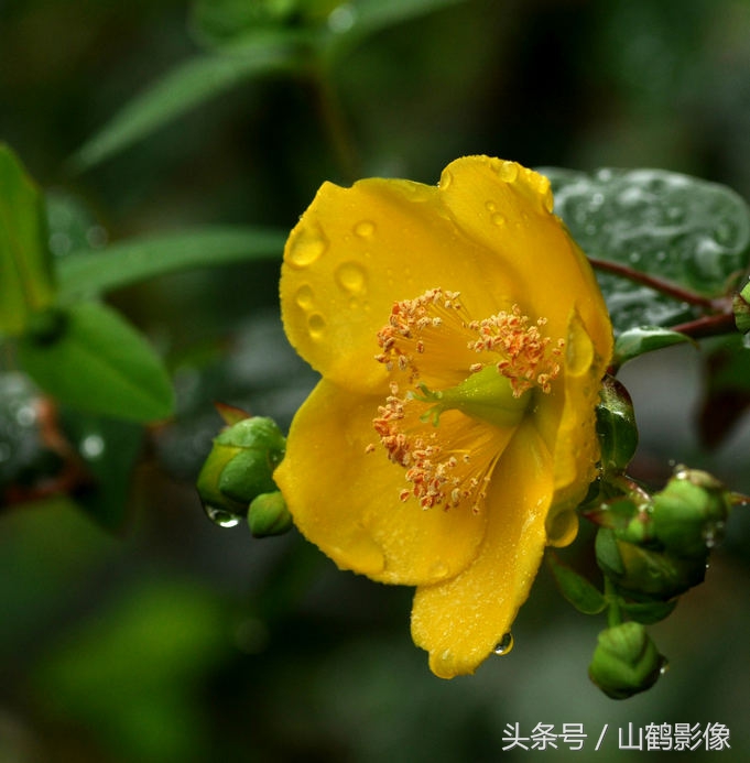 文竹根可以扦插吗？揭秘文竹繁殖的正确方法