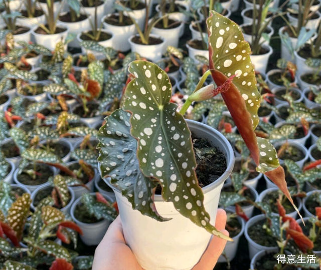 韭菜莲花怎么养殖方法：掌握关键技巧，养出繁茂韭菜莲花