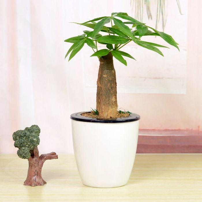 植物文竹怎么养殖方法