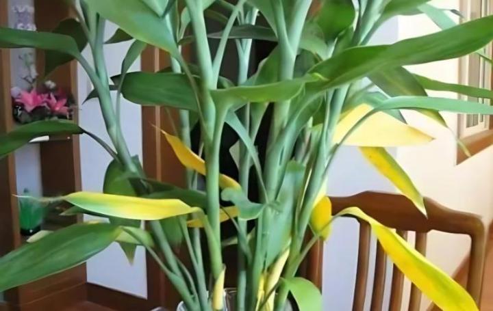 豆瓣绿冬天怎么扦插：冬季养护指南