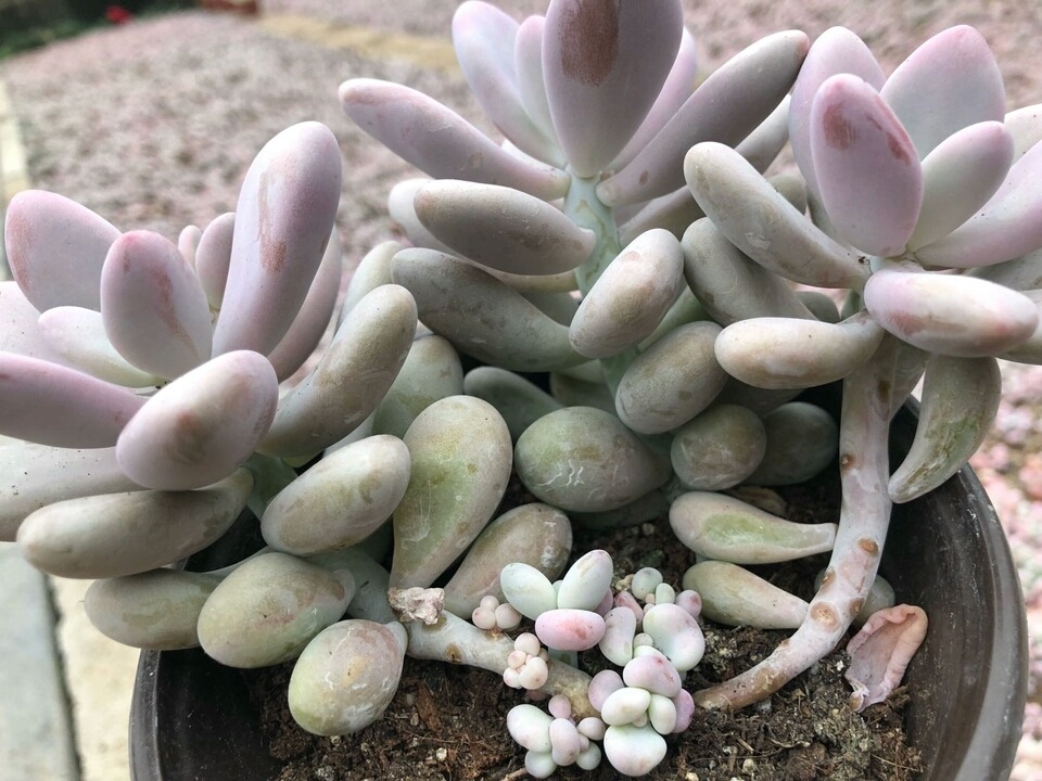 梅花冬季扦插：掌握技巧，让你的花园绽放早春之美